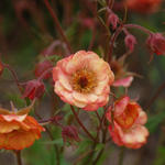 Geum 'Wet Kiss' - Nagelkruid