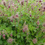 Geum rivale - Nagelkruid