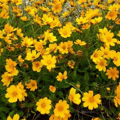 Meisjesogen - Coreopsis auriculata 'Nana'