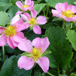 Fragaria 'Pink Panda' - Sieraardbei - Fragaria 'Pink Panda'