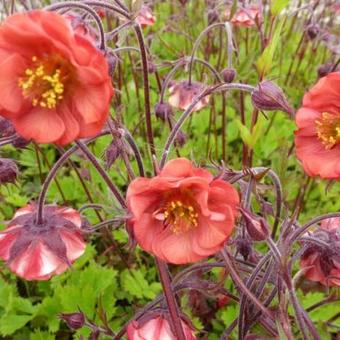 Geum rivale 'Flames of Passion'