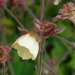 Geum rivale 'Lionel Cox' - Nagelkruid