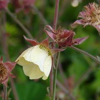 Geum rivale 'Lionel Cox'