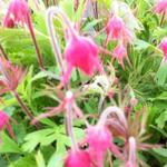 Geum triflorum - Nagelkruid