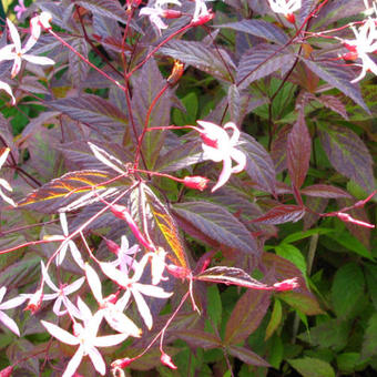 Gillenia trifoliata 'Pink Profusion'