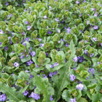 Hondsdraf - Glechoma hederacea