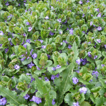 Glechoma hederacea