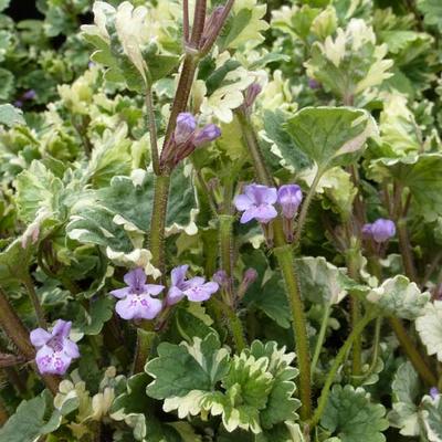 Glechoma hederacea 'Variegata' - Hondsdraf