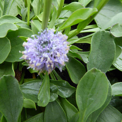 Kogelbloem - Globularia punctata