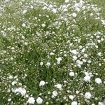 Gypsophila paniculata 'Bristol Fairy' - Gipskruid - Gypsophila paniculata 'Bristol Fairy'