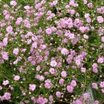 Gypsophila paniculata 'Flamingo' - Gipskruid