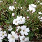 Gypsophila repens 'Alba' - Kruipend gipskruid - Gypsophila repens 'Alba'