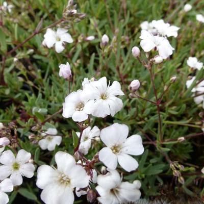 Kruipend gipskruid - Gypsophila repens 'Alba'