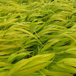 Japans berggras - Hakonechloa macra 'All Gold'