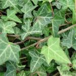 Hedera helix - Klimop