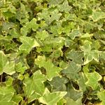 Hedera helix 'Goldchild' - Klimop