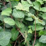 Hedera helix 'Woerner' - Klimop - Hedera helix 'Woerner'