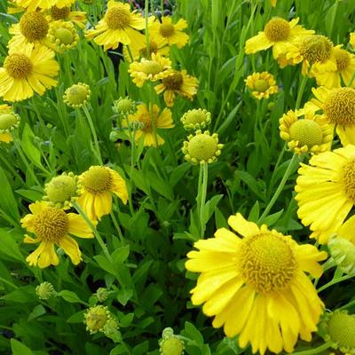 Zonnekruid - Helenium autumnale 'Pumilum Magnificum'