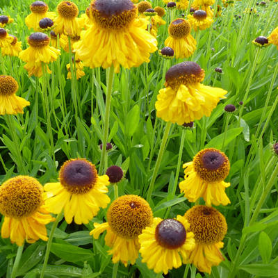 Helenium bigelovii 'The Bishop' - Zonnekruid