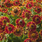 Helenium autumnale MARIACHI 'Bandera' - Zonnekruid