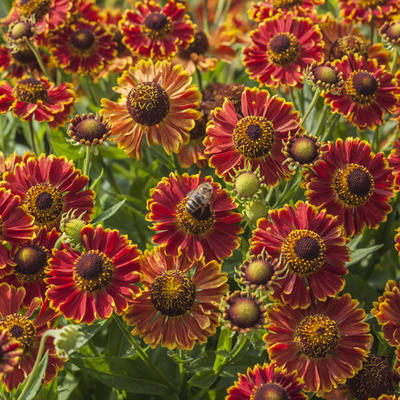 Zonnekruid - Helenium autumnale MARIACHI 'Bandera'