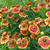 Helenium 'Can Can'