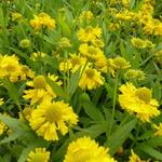 Helenium 'Double Trouble' - Zonnekruid