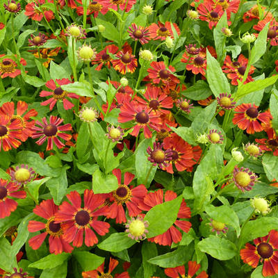 Zonnekruid - Helenium 'Dunkle Pracht'