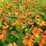 Helenium 'Flammenspiel' - Zonnekruid