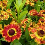 Zonnekruid - Helenium autumnale MARIACHI ‘Fuego’