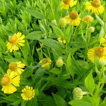 Helenium 'Gold Doubloons'