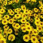 Helenium 'Goldrausch' - Zonnekruid