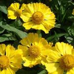 Helenium autumnale HELENA 'Gold' - Zonnekruid