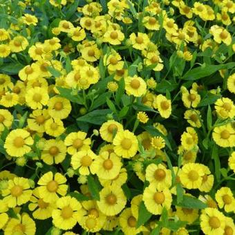 Helenium 'Kugelsonne'