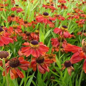 Helenium 'Kupferzwerg'