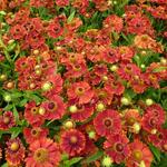 Helenium 'Mahagoni' - Zonnekruid