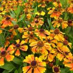 Helenium 'Mardi Gras' - Zonnekruid - Helenium 'Mardi Gras'