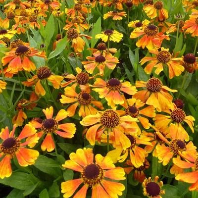 Zonnekruid - Helenium 'Mardi Gras'