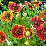 Helenium 'Marion Nickig' - Zonnekruid