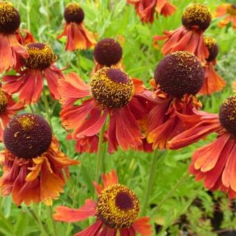 Helenium 'Moerheim Beauty'