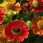 Helenium 'Poncho' - Zonnekruid - Helenium 'Poncho'