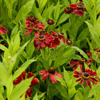 Helenium 'Potter's Wheel'