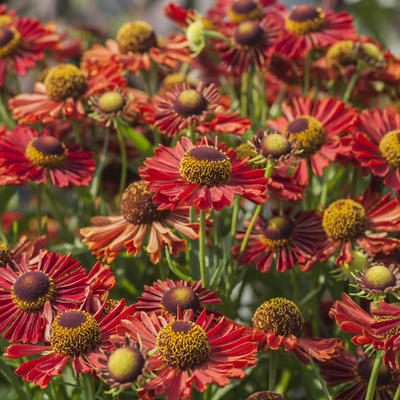 Zonnekruid - Helenium autumnale MARIACHI 'Ranchera'