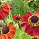 Helenium 'Red Army' - Zonnekruid