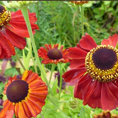 Zonnekruid - Helenium 'Red Army'