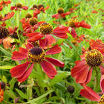 Helenium 'Rubinzwerg' - Zonnekruid