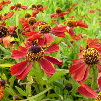 Helenium 'Rubinzwerg'