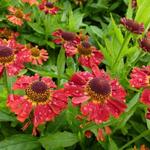 Helenium autumnale MARIACHI 'Salsa' - Zonnekruid - Helenium autumnale MARIACHI 'Salsa'