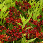 Zonnekruid - Helenium autumnale MARIACHI 'Siesta'