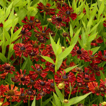 Helenium autumnale MARIACHI 'Siesta'